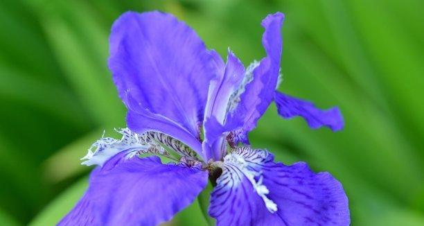 鸢尾花的花语之美——传递爱与希望（探秘鸢尾花的象征意义）