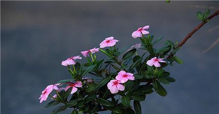 长春花——春天的使者（盛开的希望与美丽）