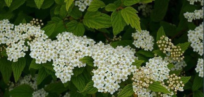 珍珠绣线菊花语之美（用花语赋予生活更多美好）