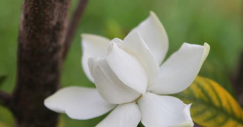 栀子花的花语及意义解读（揭秘栀子花所代表的情感与寓意）