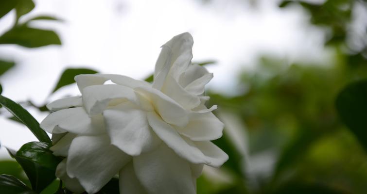 栀子花的寓意（以栀子花为主题的礼物选择指南）