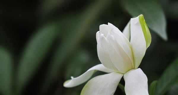 栀子花的花语与传说（追寻栀子花的浪漫和神奇）