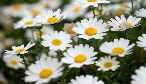 以皱菊的花语与意义（探寻以皱菊花的象征和内涵）