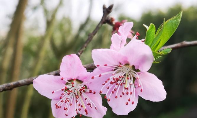 竹夹桃花（探寻竹夹桃花的花语之美）