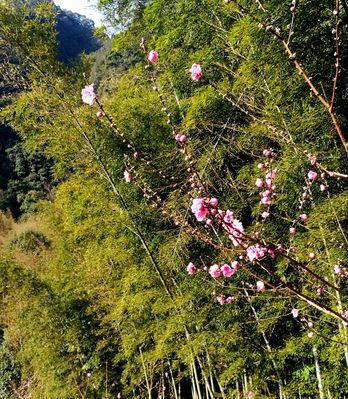 竹夹桃花（探寻竹夹桃花的花语之美）