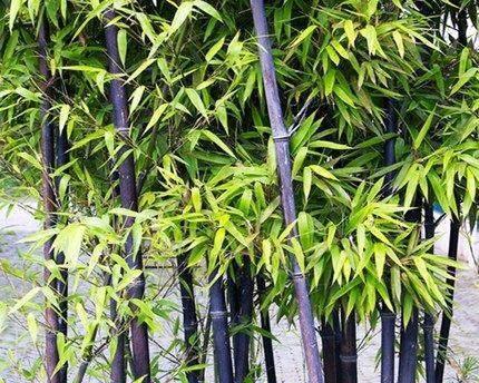 竹子的特点与象征意义（探索竹子的韧性）