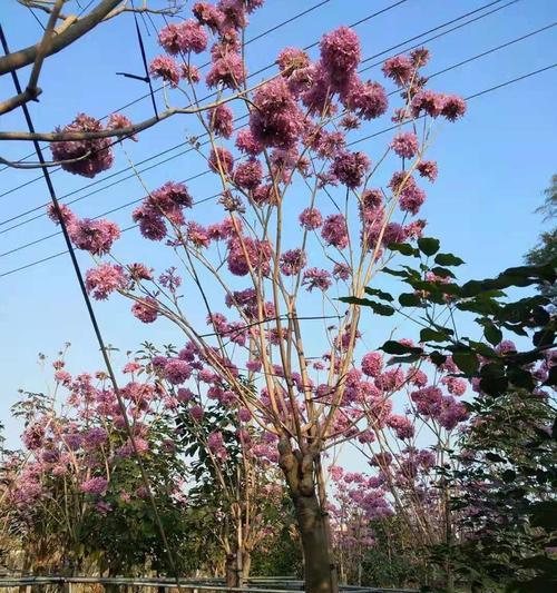 紫花风铃木的花语与寓意（探寻紫花风铃木的神秘语言）