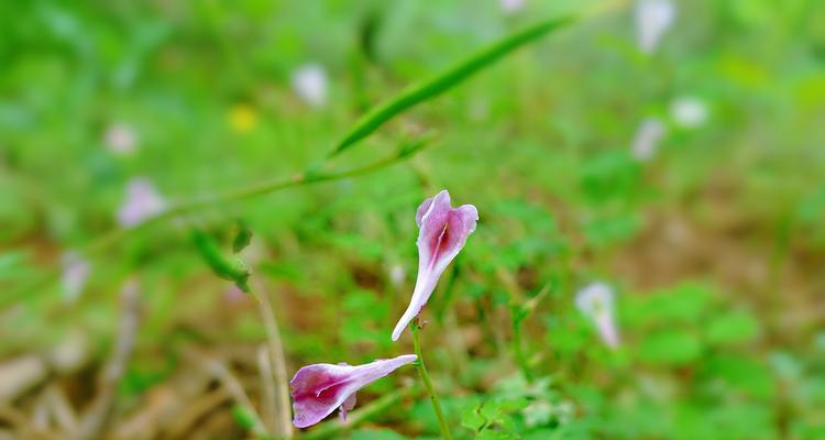 紫堇花语与传说（探寻紫堇花的神秘传说）