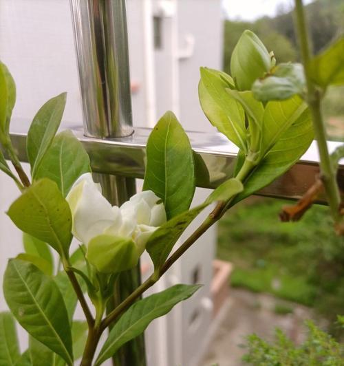 比较大叶栀子花和小叶栀子花的养护特点（探究两种栀子花的优缺点）