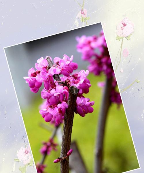 紫荆花传说与花语（传承千年的神奇之花）