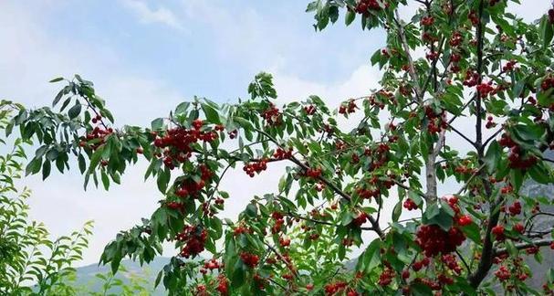 大樱桃的种植要点（了解适宜的环境及土壤）