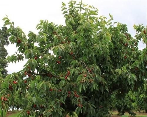 大樱桃的种植要点（了解适宜的环境及土壤）