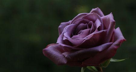 紫玫瑰的象征意义与传说（紫玫瑰）