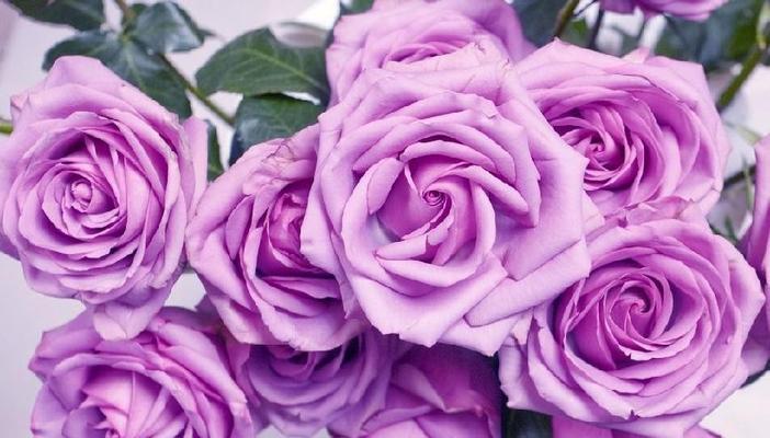 紫玫瑰的花语与传说