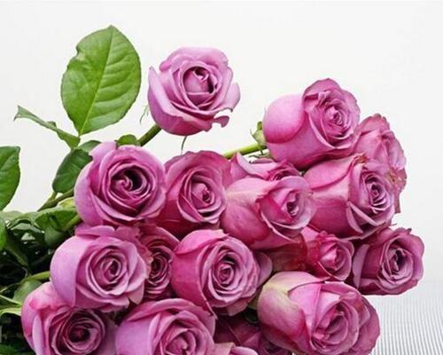 紫玫瑰的花语及其深刻意义（揭开紫玫瑰所蕴含的神秘密码）