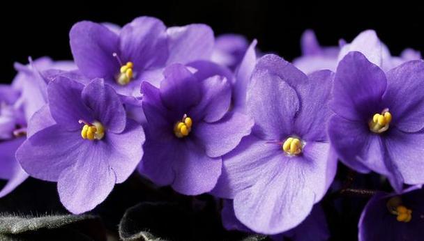 紫色花朵的花语与美丽世界（探索紫色花朵的奥秘）