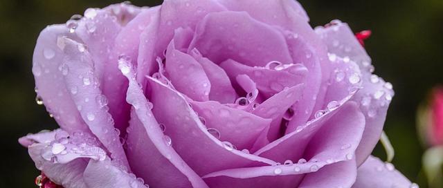 紫色花朵的花语与意义（探索紫色花朵背后的神秘与浪漫）
