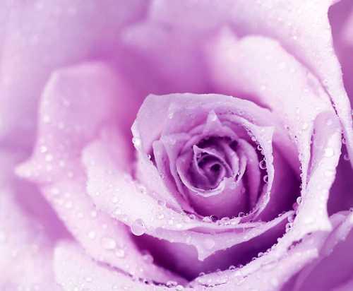 紫色玫瑰花的寓意（深邃神秘）