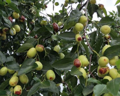 大枣上市季节解析（了解大枣成熟时间）