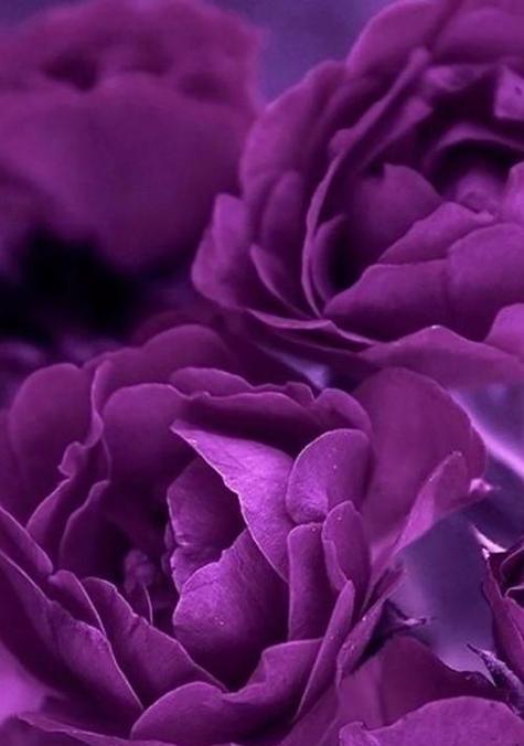 紫色康乃馨的花语——深情祝福（以紫色康乃馨传递温暖和希望的花语语言）