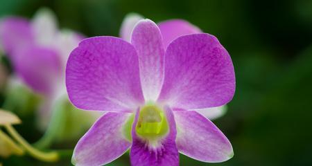 紫色马蹄莲，神秘而美丽的花海（探索紫色马蹄莲的花语与奇妙之处）
