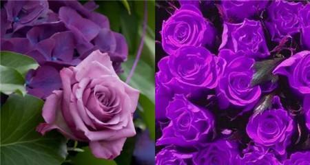 紫色玫瑰的象征意义及美丽之谜（揭秘紫色玫瑰的隐含寓意与魅力）