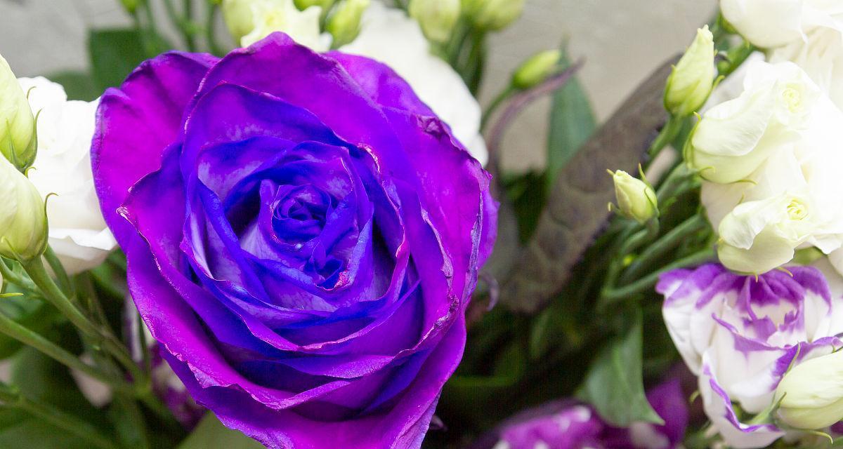 紫色玫瑰（探究紫色玫瑰的深刻意义）