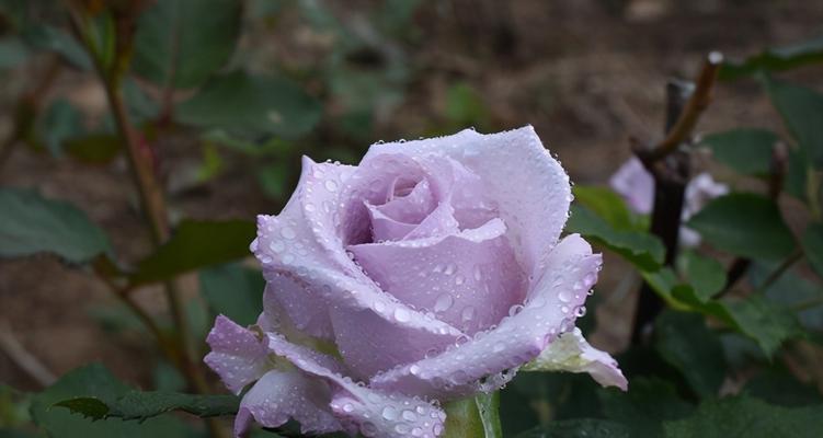 紫色玫瑰花语与象征（探寻紫色玫瑰的神秘魅力）