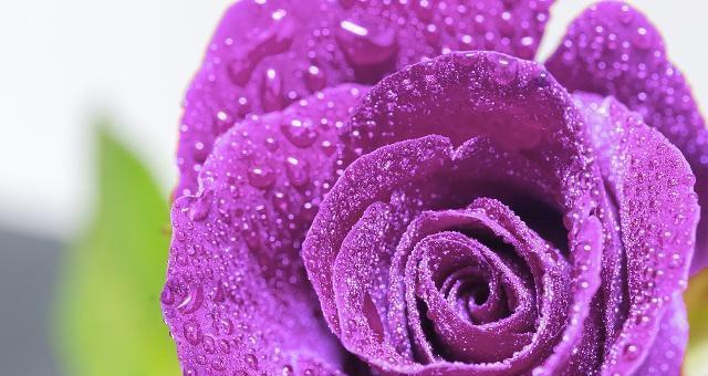 紫色玫瑰的花语与意义（揭示紫色玫瑰所传达的深层寓意）