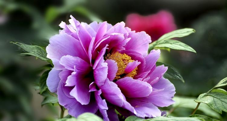 紫色牡丹花的寓意和象征（追求高贵与美丽的紫色牡丹）