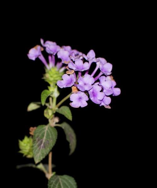 冬日花卉之美（探寻代表冬天的植物）