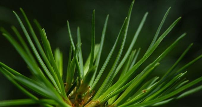 高雅植物的美丽与魅力（探索代表高雅的15种植物）