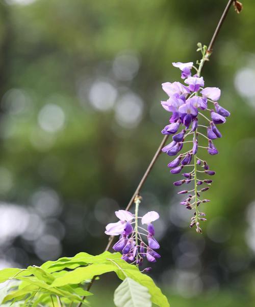 紫藤花的花语和传说（传承千年的神秘与美丽）