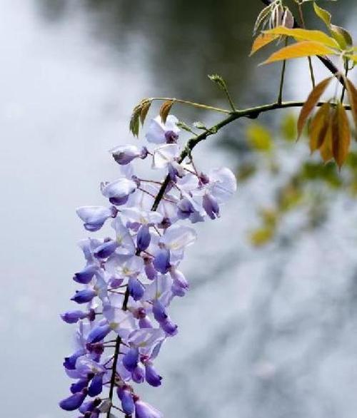 紫藤花（沧海桑田中的紫藤花）