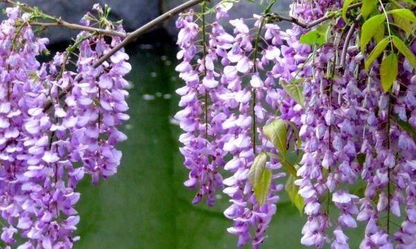 紫藤花语——寄托爱与浪漫的象征（花开时）