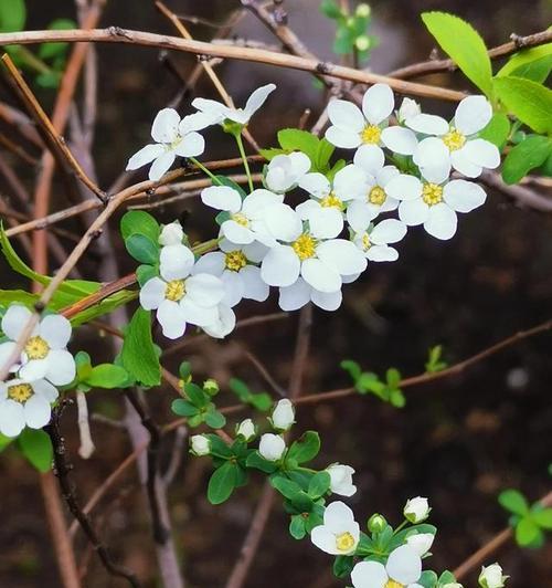 代表积极向上的植物（探秘五彩缤纷的自然奇观——自然界中的积极向上）