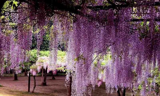 紫藤萝花语与寓意（藤萝的花语与象征意义）