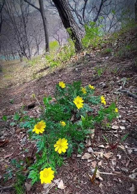 坚韧不拔的花（探索花之毅力）