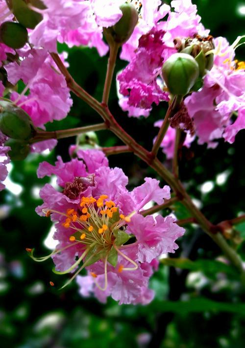 紫薇花的花语——传递美丽与希望（紫薇花的花语深刻寓意与诠释）