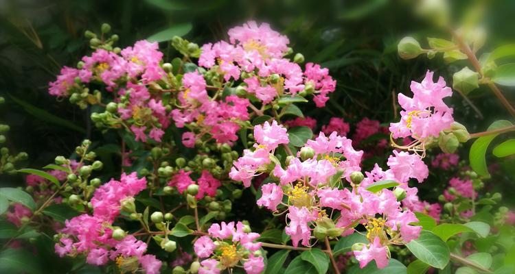 紫薇花的花语——传递美丽与希望（紫薇花的花语深刻寓意与诠释）