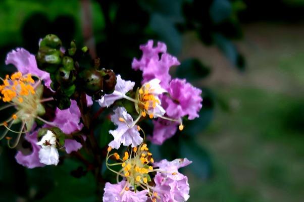 紫薇花的花语——传递美丽与希望（紫薇花的花语深刻寓意与诠释）