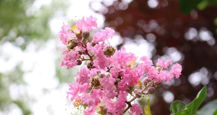 紫薇花的花语与寓意（解读紫薇花的美丽与神秘）