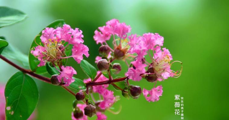 紫薇花的花语与寓意（解读紫薇花的美丽与神秘）