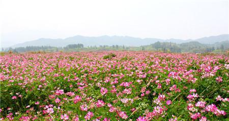 紫云英花语之美——花开花落，寄托心愿