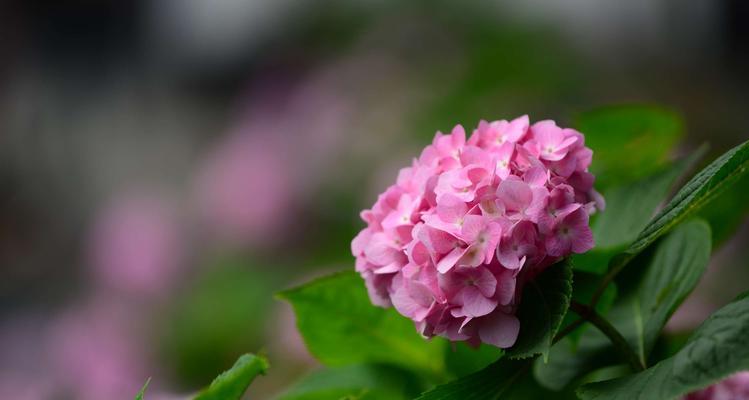 八仙花花语的意义与传承（探索八仙花的神奇之处）