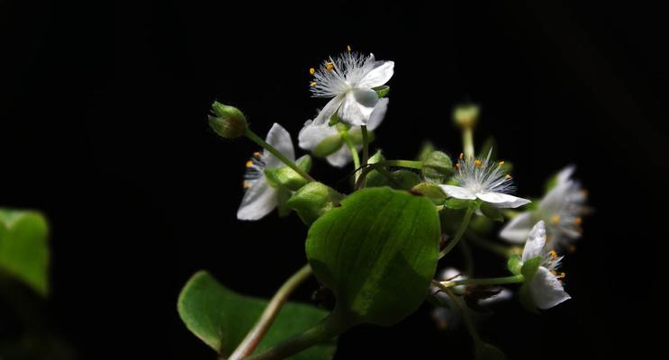 白花紫露草的花语与寓意（探寻白花紫露草的神秘魅力）