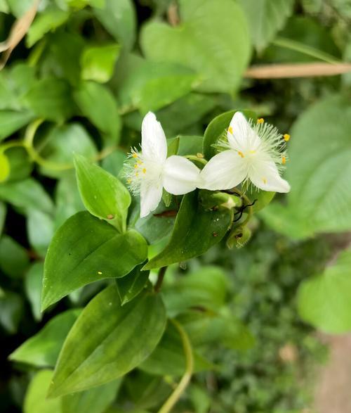 白花紫露草的花语与寓意（探寻白花紫露草的神秘魅力）