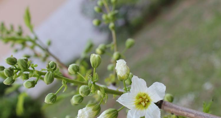 平凡之美——代表普通花的魅力（发现平凡之美）