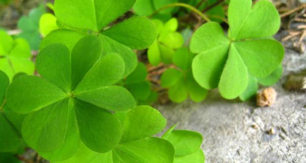 亲情代表植物——感恩的花与树（用花与树诠释爱与关怀）