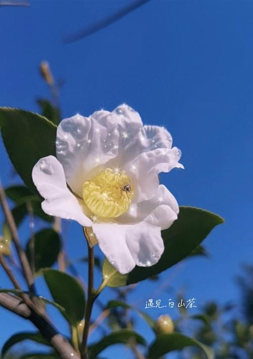 白山茶的花语与意义（白山茶花语的神秘魅力及相关文化传承）